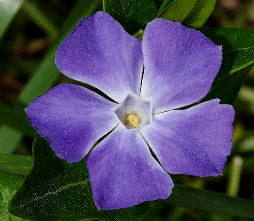 {Vinca major}